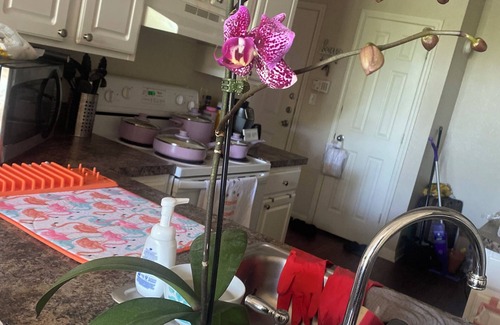 Lake Eola Heights Condo | Humble abode downtown