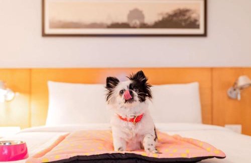 DLF Phase 5 Hotel | ibis Gurgaon Golf Course Road - An Accor Brand