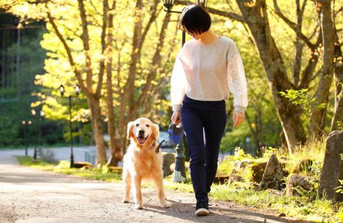 Takayama Hotel | Izumigo Takayama Dog Paradise Hotel
