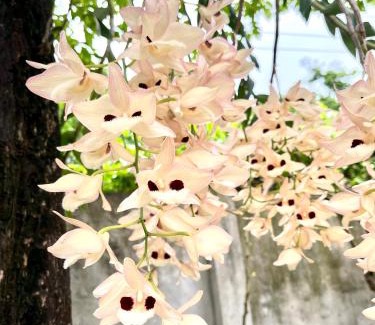 Vinh Yen House | J'adore Garden House Vinh Yen