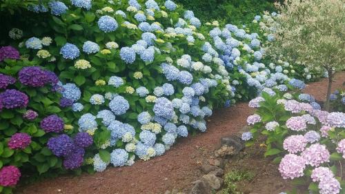 Andeok House | Jeju ChunJaNe Pension