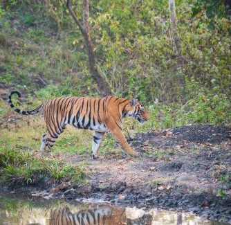 Kanakanahalli Resort | Kaav Safari Lodge, Kabini