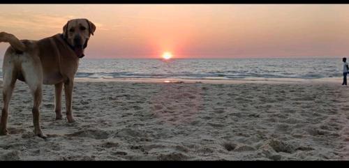Mangalore House | KALYANI VILLA SEA FACING