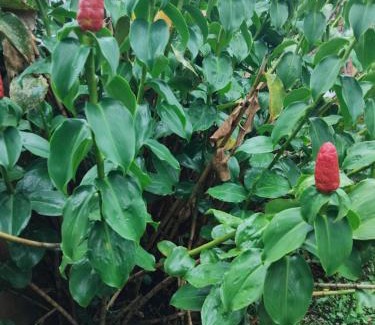 Le Morne-Rouge House | KAN'DLO