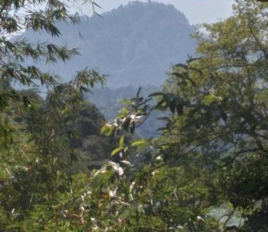 Udapalatha House | Kandy Okaya