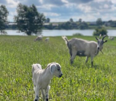 Pomerania Province House | Kaszuby, agroturystyka z alpakami- pokój z łazienką