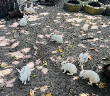 Bagamoyo House | Kiromo Zoo
