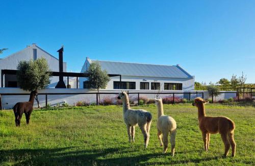 Langeberg House | Klawerjas