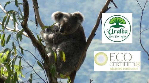 Upper Horseshoe Creek Cabin | Kookaburra Cottage at Uralba Eco Cottages
