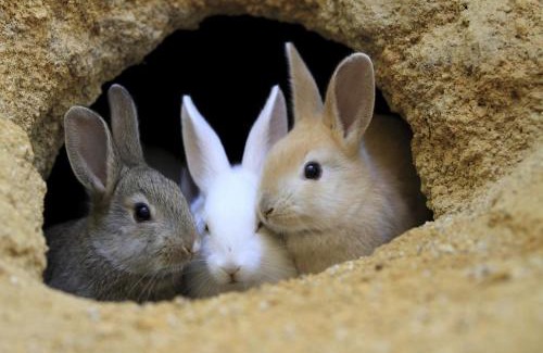 Okunoshima Island Hotel | Kyukamura Ohkunoshima