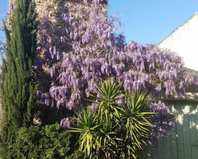 Aigues-Vives Apartment | La Glycine