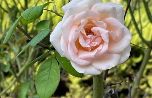 Precetto House | La Tenuta dei Fiori