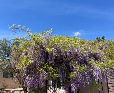 Sainte-Croix-de-Quintillargues Bed & Breakfast | Le clos des olivettes
