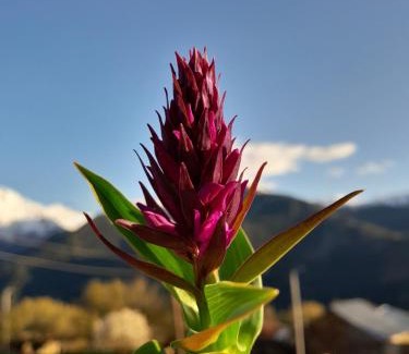 Tsvirmi House | Lela's guesthause