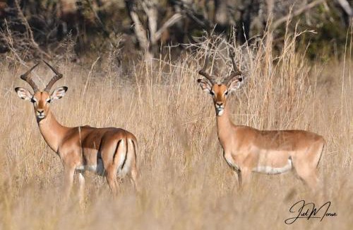 Waterberg Other | Leopard Ranch - Luxury Tented Camp