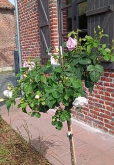 Beloeil House | Les roses d'Olga