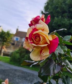 Blainville-sur-Mer Bed & Breakfast | lesroses1680