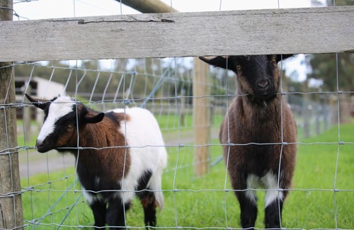 Drouin West House | Little Sherwood Drouin Petting Zoo & Cottages