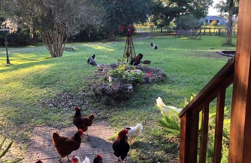 Reddick Cabin | Log Cabin near Ocala and World Equestrian Center ideal for family retreats.