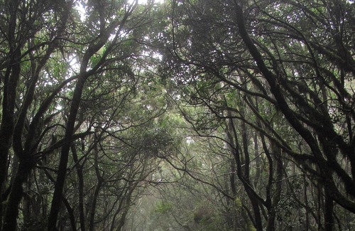 Mongo Cabin | Log Cabin Off Grid, unlimited hiking trails, natural forest