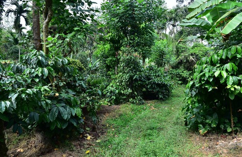 Virarajendrapet House | Madhuvana Homestay Coorg