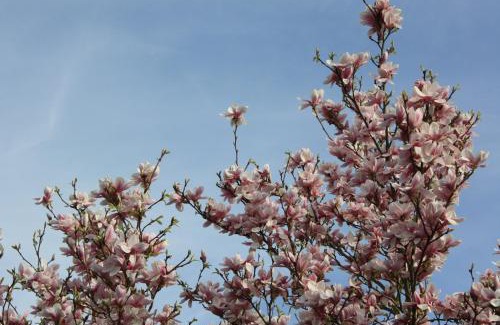 Vlijmen Bed & Breakfast | Magnolia appartement