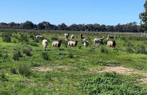 Violet Town House | Mariam Farm Stay