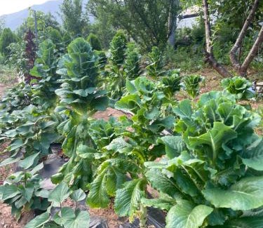 Jeongseon House | mindfulstay