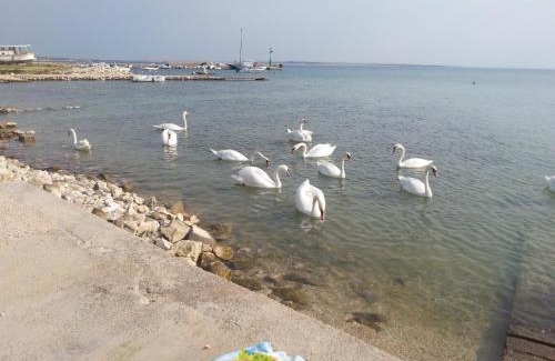 Kosljun Apartment | New Kosljun Apartment short walk to Beach