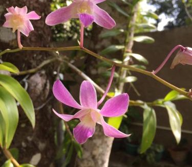 Udunuwara House | New Toropi Homestay