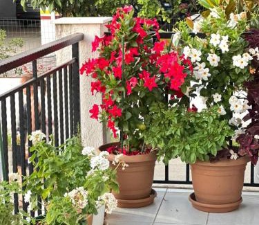 Sarande Apartment | Noelia Apartment