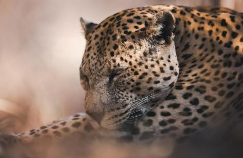 Otjozondjupa Region Ski Chalet | Okonjima Luxury Bush Camp