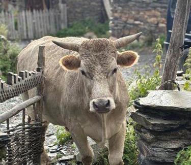 Ushguli House | Old House