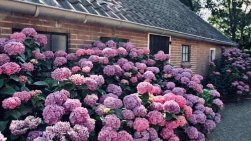 Garminge Bed & Breakfast | Onder de Appelboom