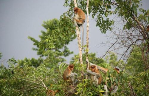 Kumai Boat Rental | Orangutan Kelotok Houseboat for 6 person