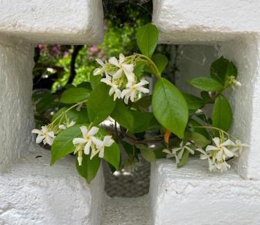 Campo Maior Bed & Breakfast | Palacete Encanto Maior