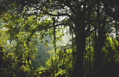Tumari Other | Paradise Wild Hills Kodachadri