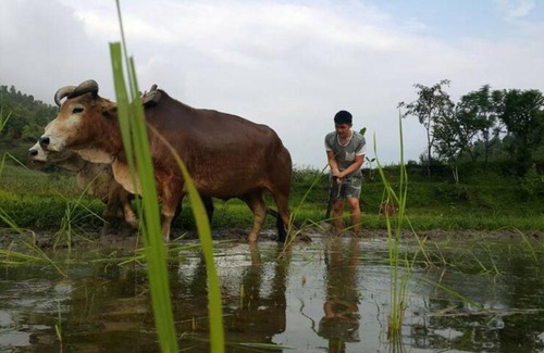 Dhading House | Pastoral Farmstay