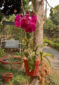 Santiniketan Villa | Perch Villa Homestay
