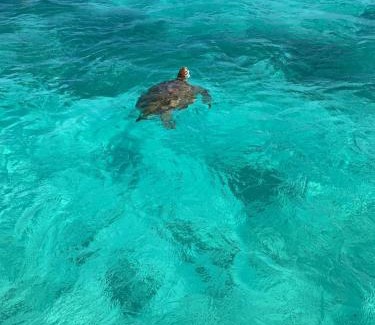 Trou aux Biches Boat Rental | Perfect summer excursions