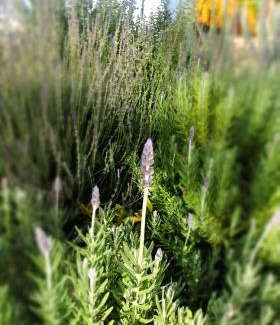 Prince Albert Apartment | Poplar Karoo Escape