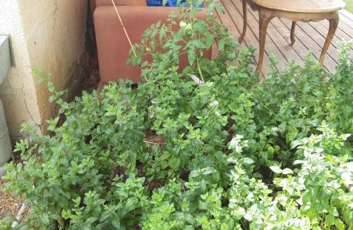 Mishmar HaShiv'a Apartment | Quiet and beautiful bungalow near to old Jaffa City
