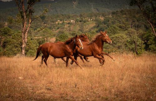 El Santuario Hotel | Rancho Reencuentro Eco Hotel & Cabalgatas