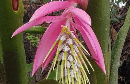 Monte Alegre do Sul House | Recanto dos Beija Flores, Chalé lantana e