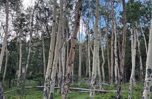 Canon City Cabin | Reserve now for the Aspen Grove leaf change in October!