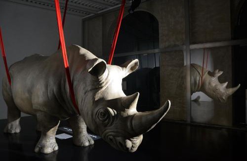 Ripa Apartment | Rhinoceros