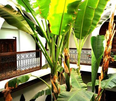 Riad Zitoun Jdid House | Riad Mehdia