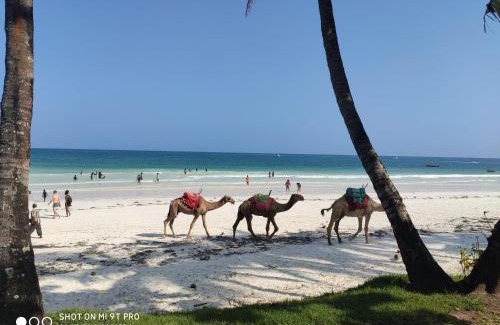 Mombasa Apartment | Rosy Sea Front Beach Condo