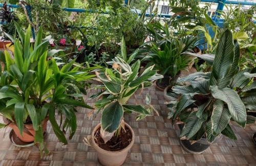 Port Blair Bed & Breakfast | SEA SUN PARADISE, OPP. KALAPANI MUSEUM, GARACHARMA