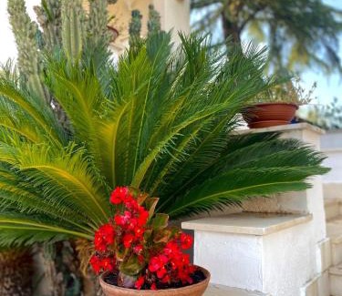 Sannicandro di Bari Apartment | Serè Apartments & Garden